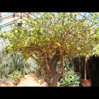 Uncarina grandidieri (fam Pedaliacees) (Madagascar) (1)